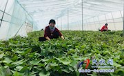 孙六镇：培育红薯秧苗富农家