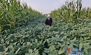 民权县龙塘镇：开启种粮新模式、玉米套大豆、增产增收保粮丰