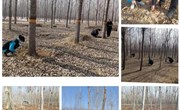 县林业发展服务中心开展病虫害越冬虫情调查检测工作