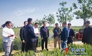 农业农村部调研组到民调研小麦病虫害防控工作