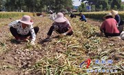 孙六镇：产业发展进行时“蒜”处农民好收益