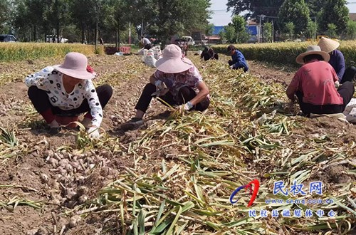 孙六镇：产业发展进行时“蒜”处农民好收益