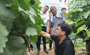 中国农科院专家“田间问脉”助力农户增产增收 