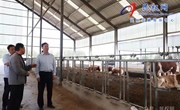 县委副书记、县长王景义调研畜牧业高质量发展工作　